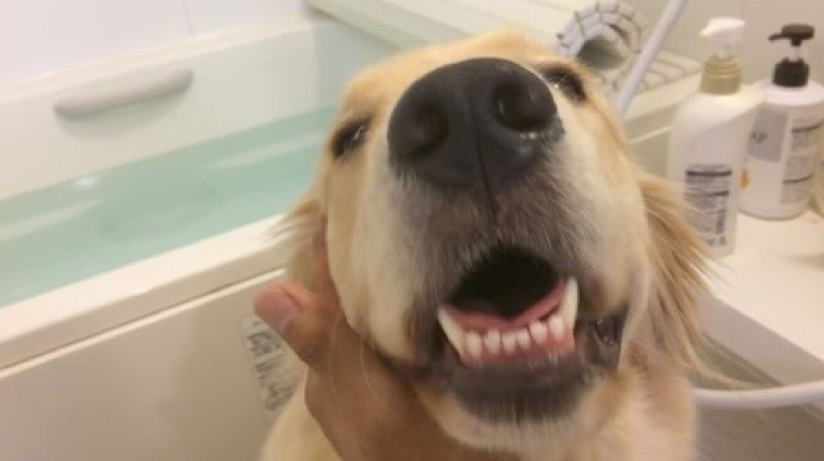 飼い主さんと一緒にお風呂に入りたいワンコ しばらくすると もう1匹お風呂場に入ってきて いぬのきもちweb Magazine 飼い主さんと一緒にお風呂に入りたいワンコ しばらくすると もう1匹お風呂場に入ってきて いぬのきもちweb Magazine