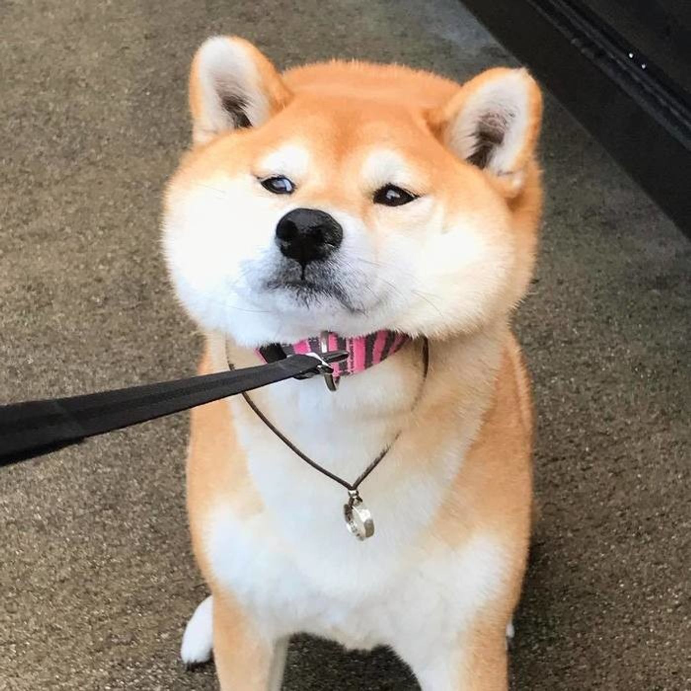 ニヤリでおなじみの柴犬マロたん いぬのきもちweb Magazine ニヤリでおなじみの柴犬マロたん いぬのきもちweb Magazine