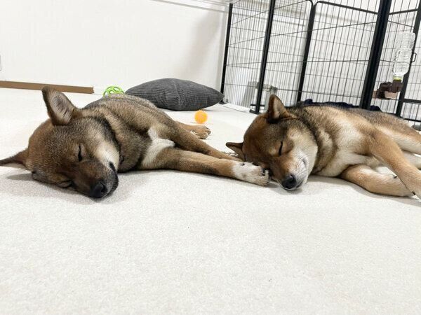 まったりするケンくん、リクくん