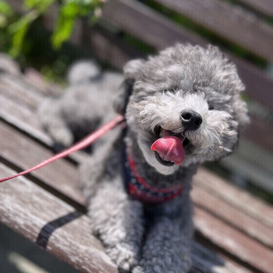 トイ・プードルのゆずちゃん