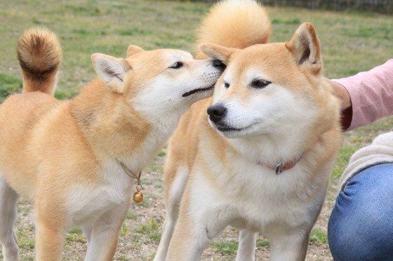 お友達と遊ぶ柴犬