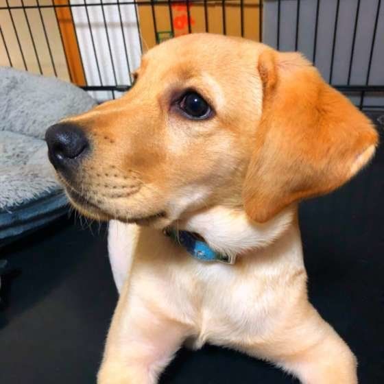 見つめるラブラドール・レトリーバー