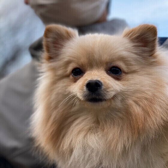 犬の体に負担をかける抱き方がある？ 注意したい犬の抱っこの仕方とは いぬのきもち