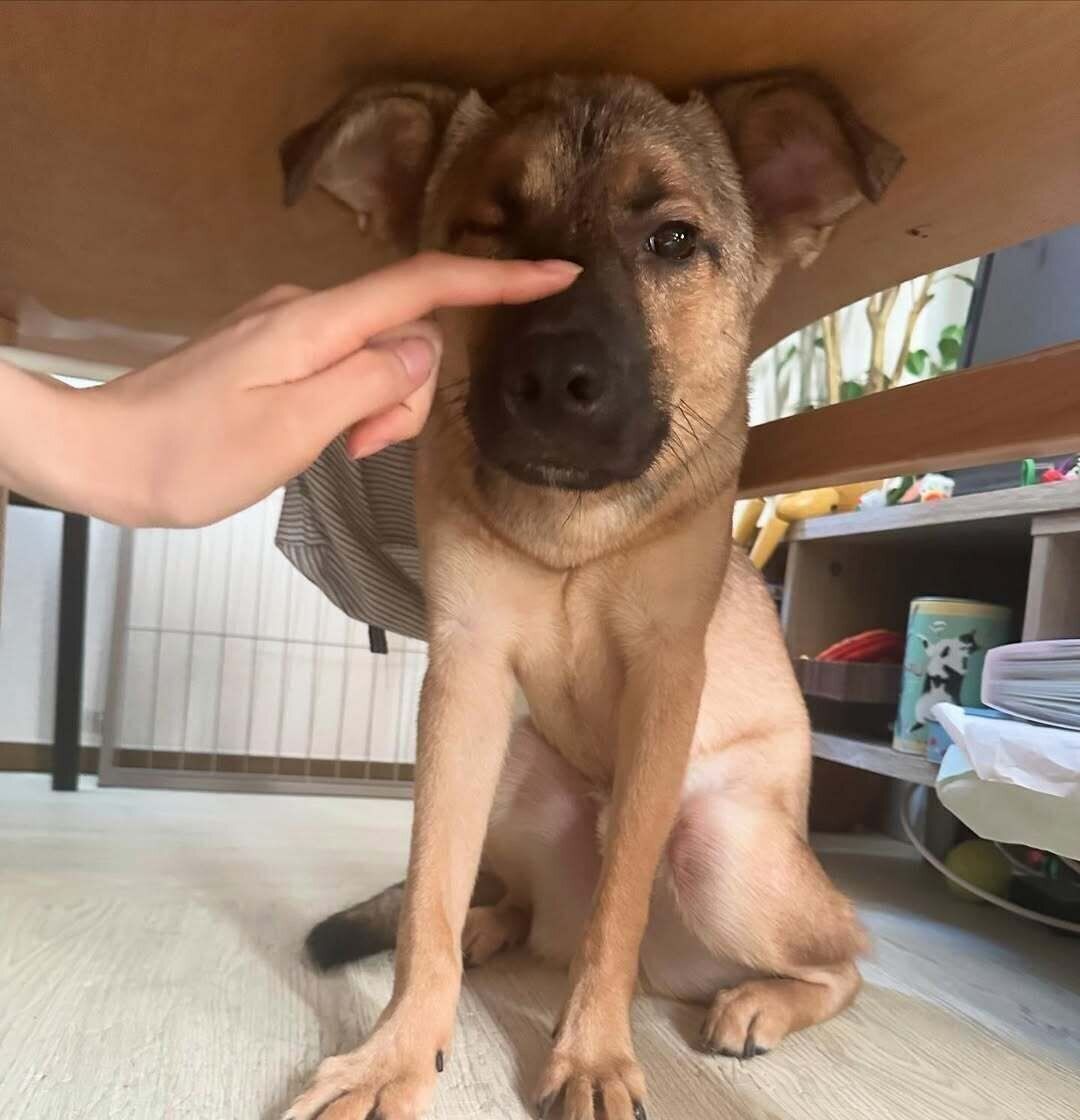 「人を怖がっても噛むことはなく、賢くて優しい性格だと思います」と飼い主さん