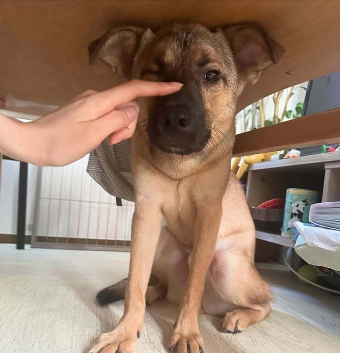 「人を怖がっても噛むことはなく、賢くて優しい性格だと思います」と飼い主さん