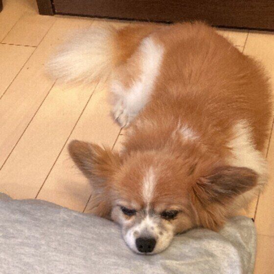 くつろぐパピヨン