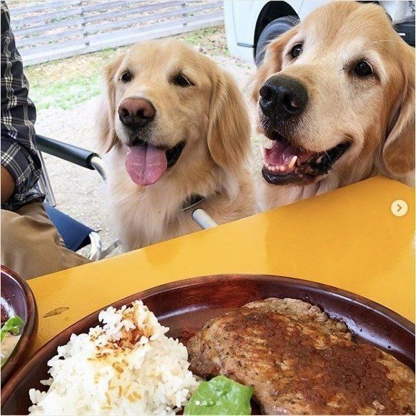 ゴールデン・レトリーバー