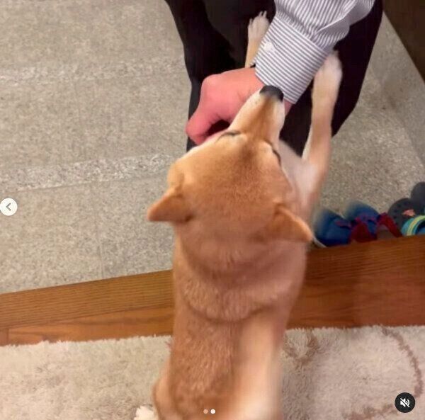 帰宅したパパさんを出迎えるマメちゃん