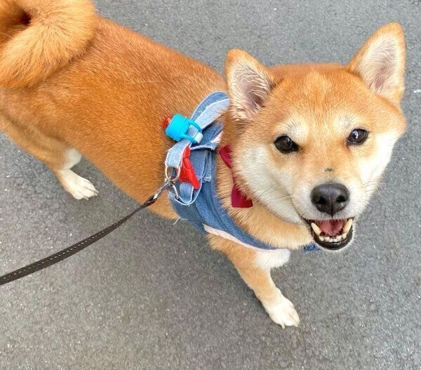 お散歩するミクちゃん