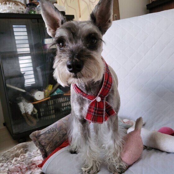 Mixのチョコちゃん