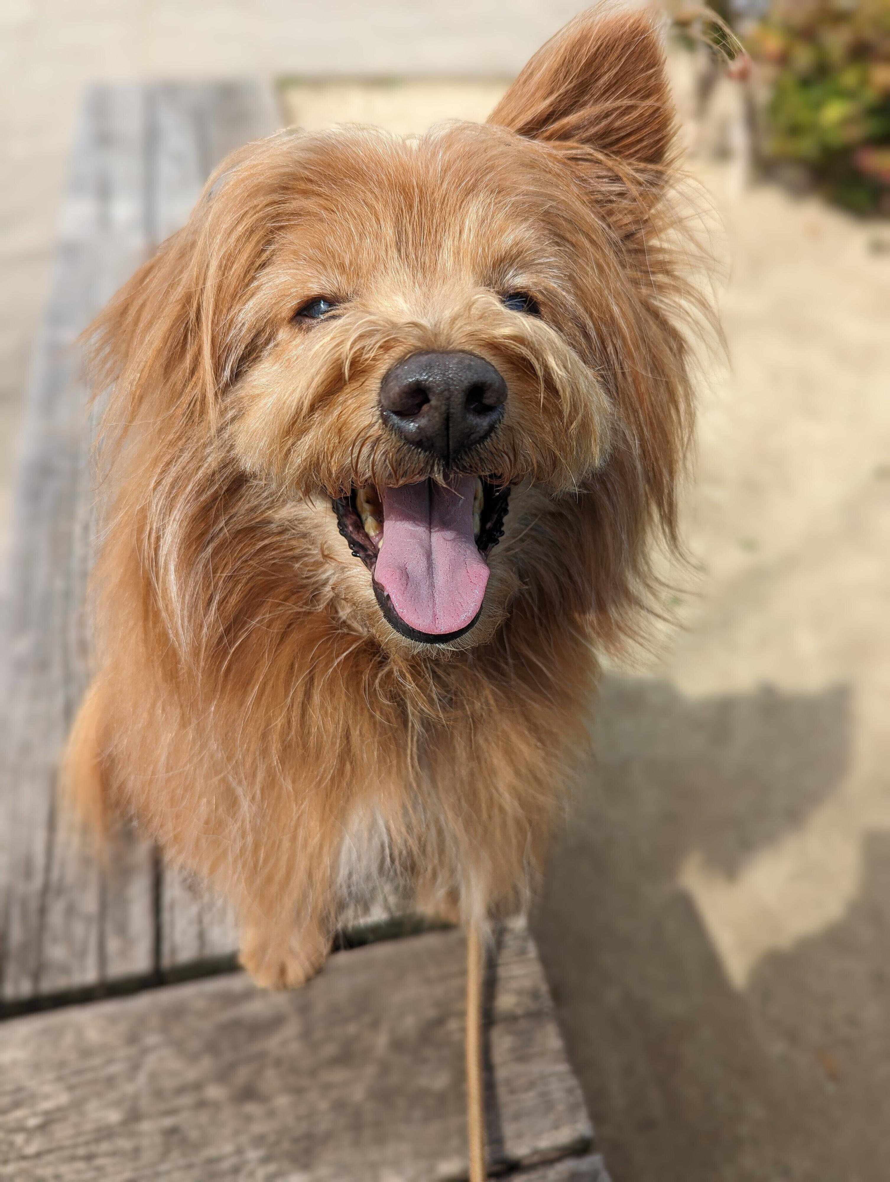 笑顔の犬の写真