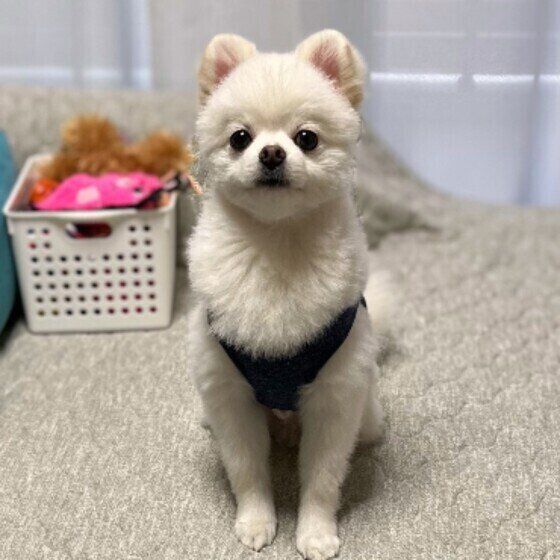 ポメラニアン