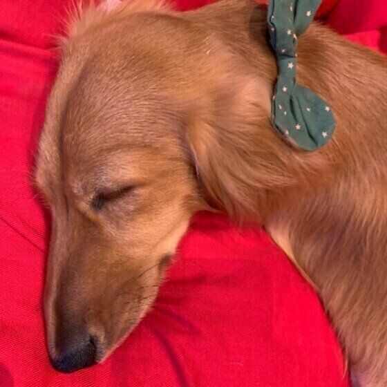 ミニチュア・ダックスフンド