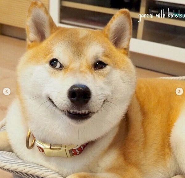 不思議な表情をするこてつくん