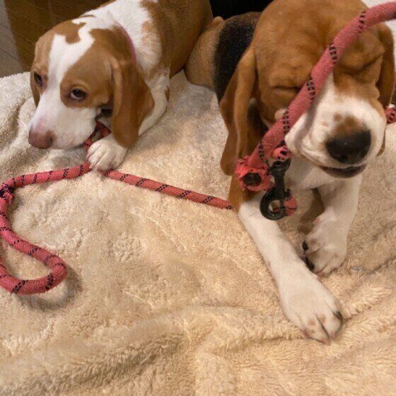 リードをくわえるビーグル