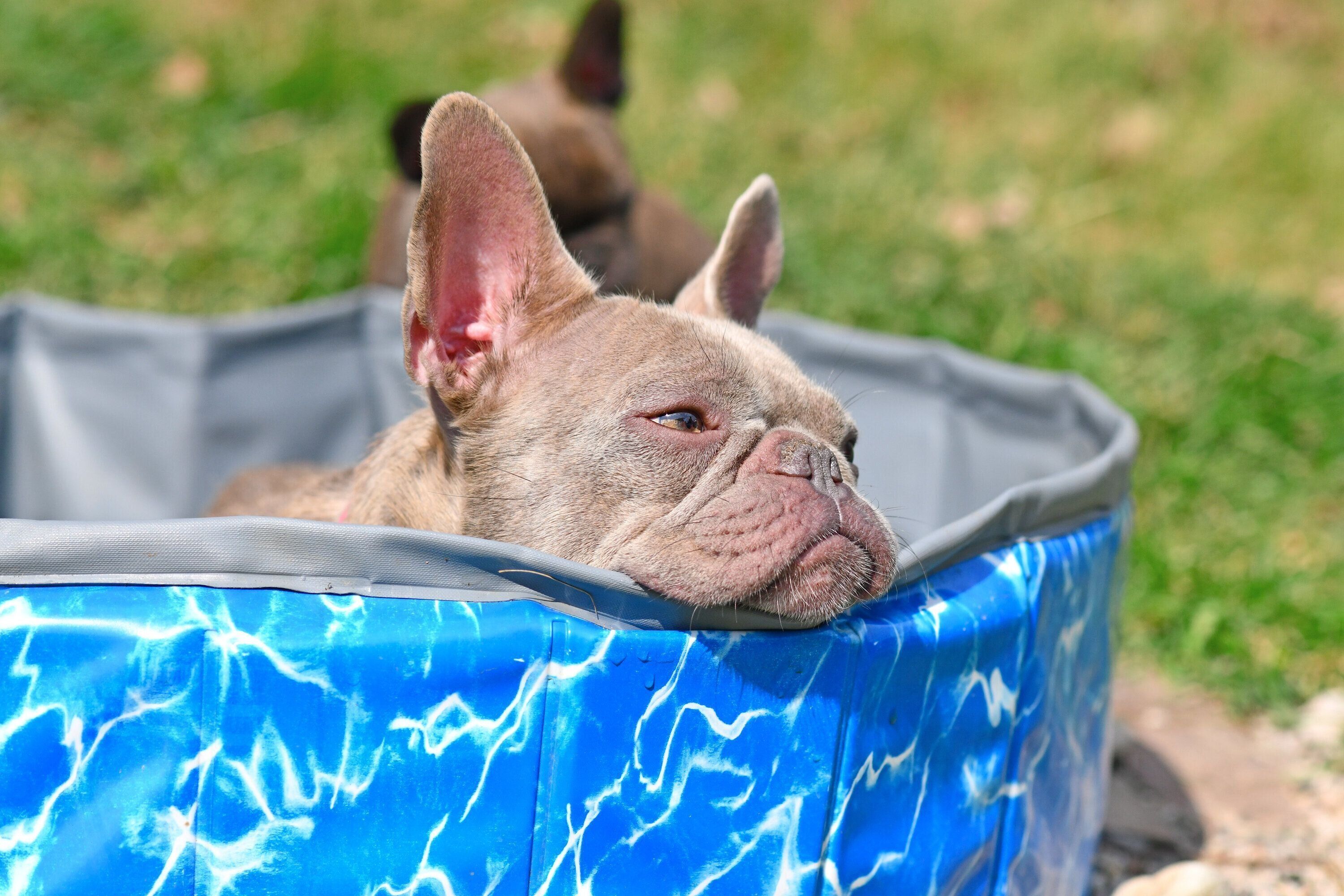 プールに入る犬