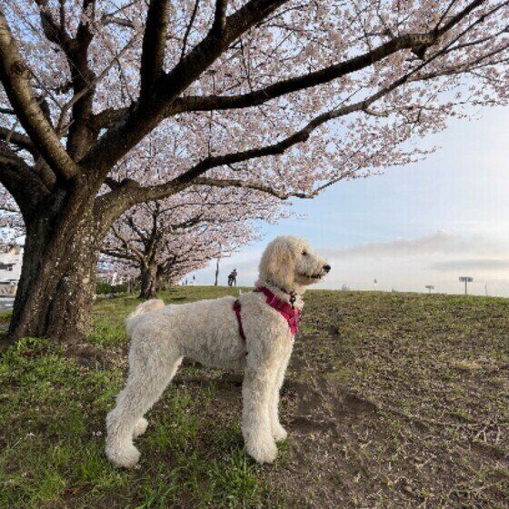 お散歩中のふくちゃん