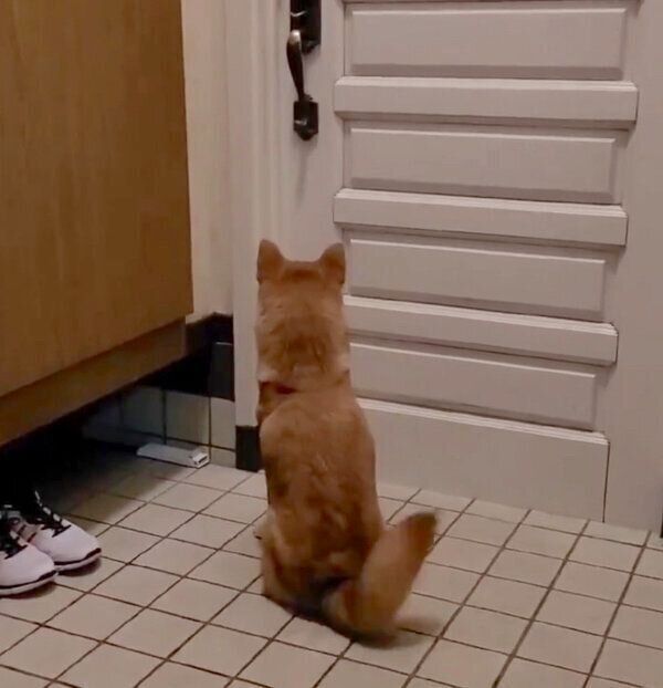 お父さんの帰宅を察知した麦くん