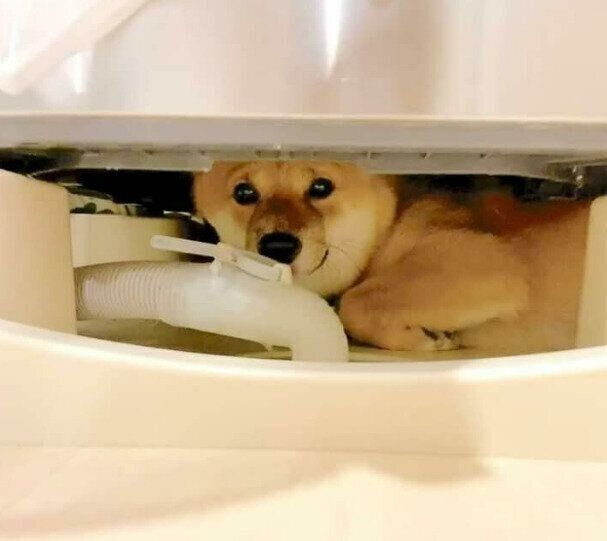 洗濯機の下に隠れるとらちゃん
