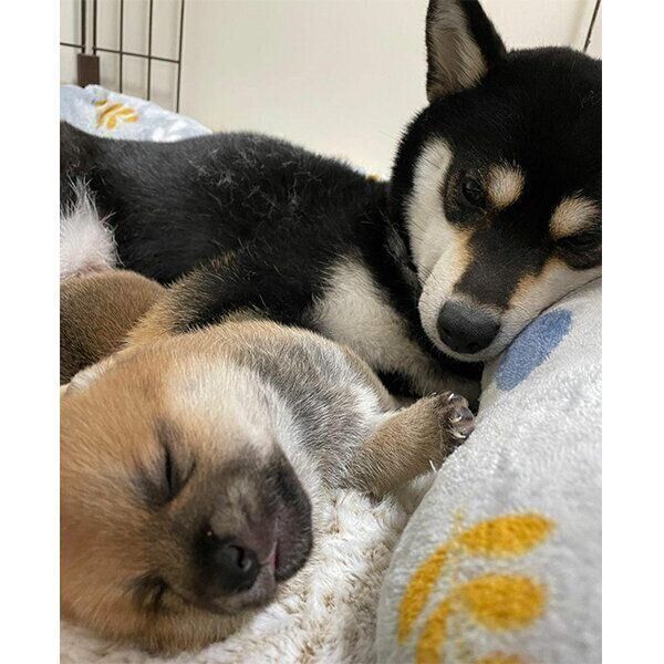 子犬の頃の幸来くん、母犬・福来ちゃん