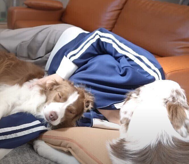 寝る2頭の犬