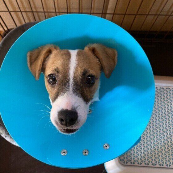 いまでも忘れられない 愛犬の はじめての経験 を振り返ると感慨深かった いぬのきもちweb Magazine