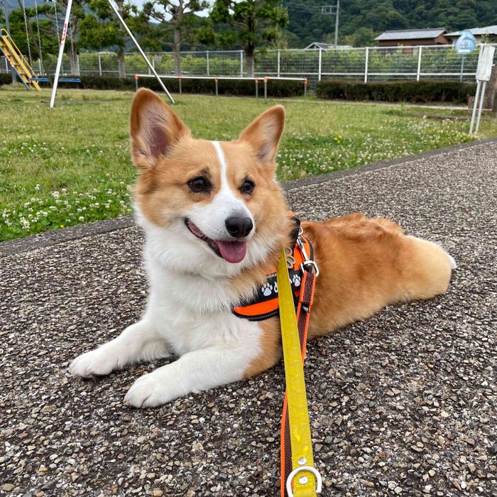散歩をするめいちゃん