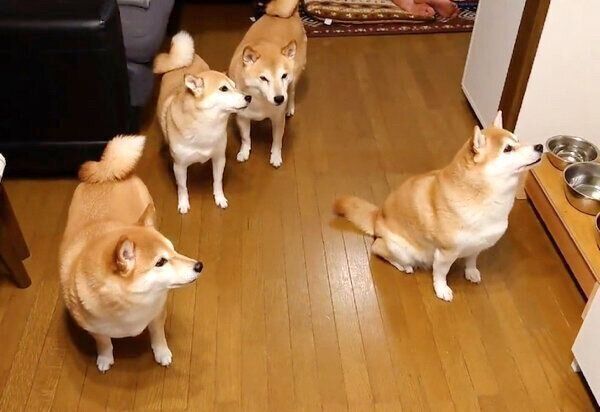 「おやつ」の言葉に反応する柴犬一家