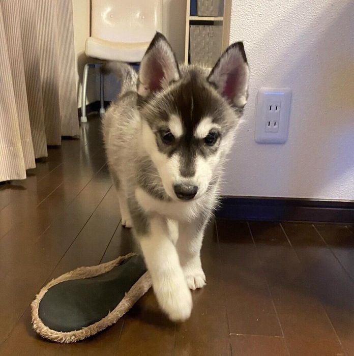 お迎えして1週間が経った頃のヴィヴィちゃん