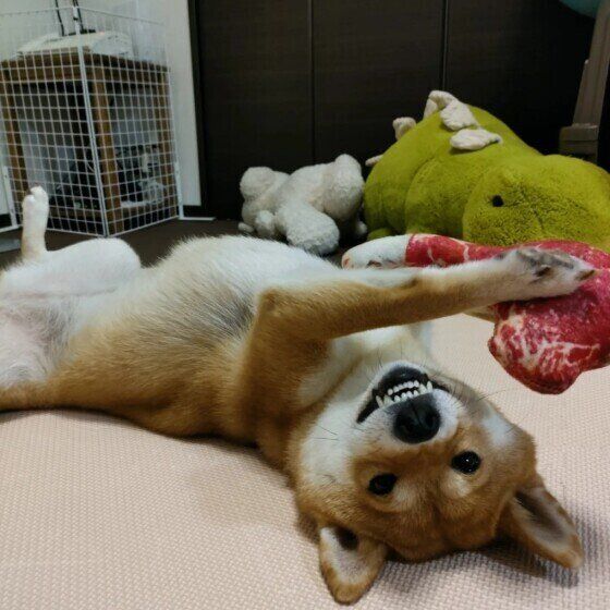 心を許している証拠？ お腹を出す犬と出さない犬の違い いぬのきもち