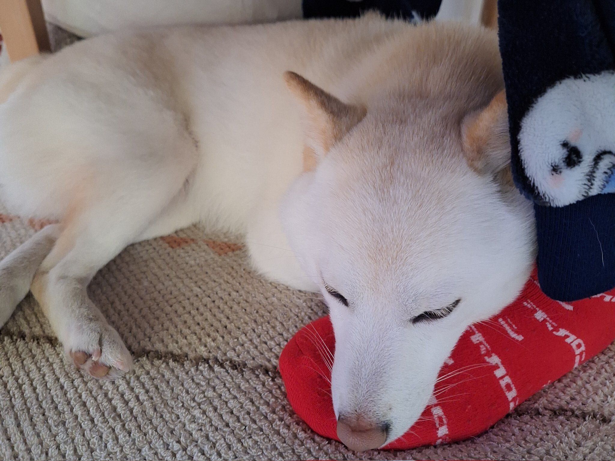 飼い主さんの足を枕にするバニラちゃん