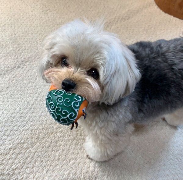 おもちゃをくわえるぽたちゃん