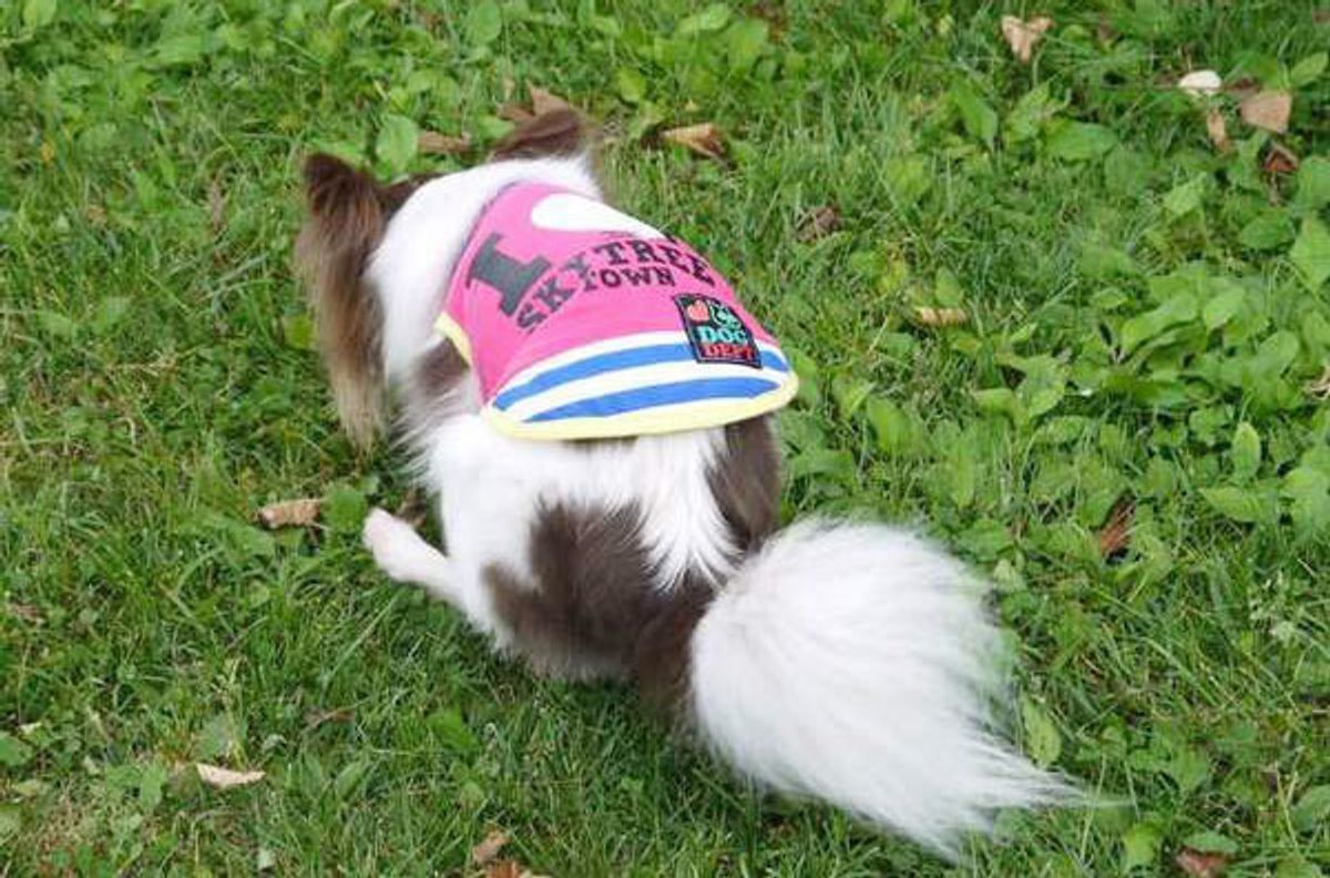 犬がウンチをするときにくるくる回る理由に 意外な事実 が いぬのきもちweb Magazine 犬がウンチをするときにくるくる回る理由に 意外な事実 が いぬのきもちweb Magazine