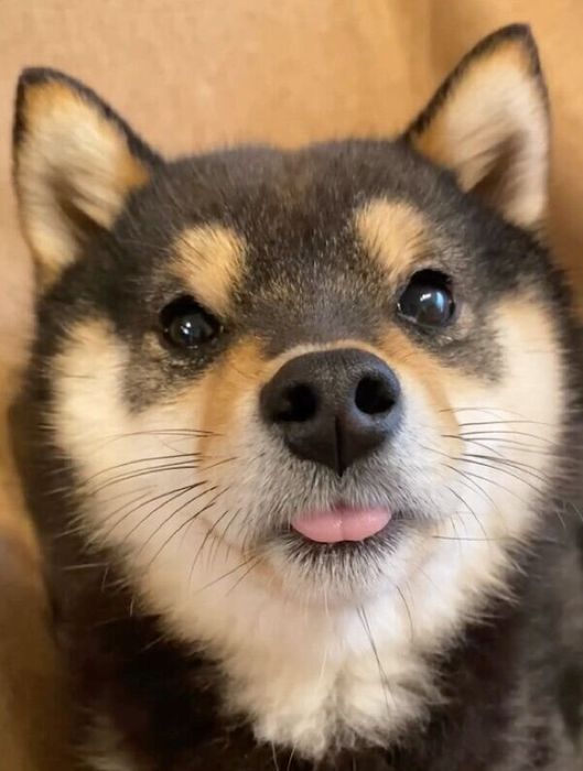 舌を出すこたのすけくん
