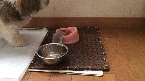 ハムスターvsシーズー