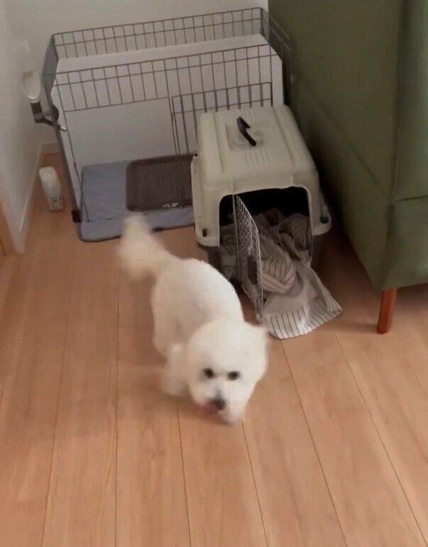 急いで逃げようとしているしらたきくん