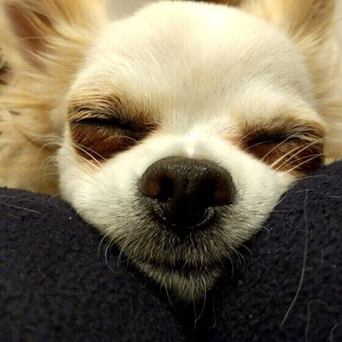 獣医師監修 犬にはちみつを与えるときは注意が必要 与えるメリットとデメリットを解説 いぬのきもちweb Magazine 獣医師監修 犬にはちみつを与えるときは注意が必要 与えるメリットとデメリットを解説 いぬのきもちweb Magazine