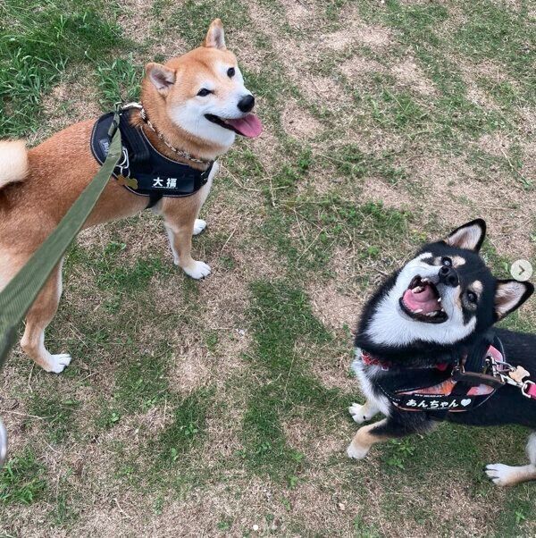 お散歩を楽しむ大福くんとあんこちゃん