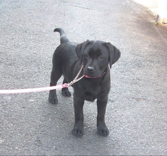 Tさん宅に迎えたころのオッティーちゃん（生後2カ月）