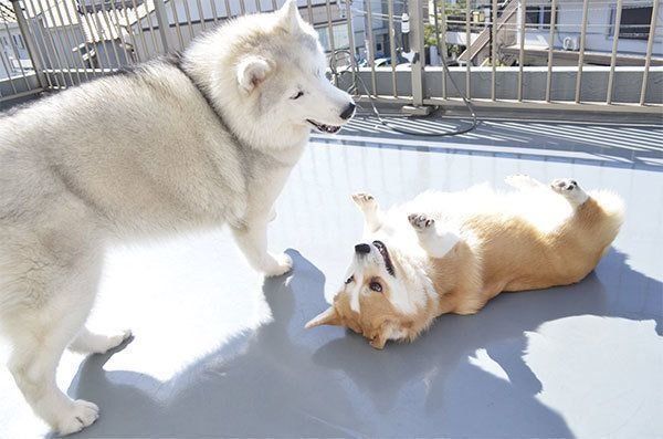 遊ぶキャリーちゃんとムギちゃん