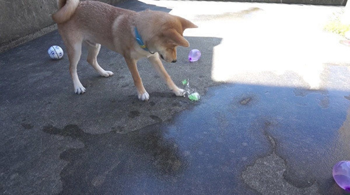 犬動画 水風船が割れて驚くワンコ でも 割る快感を覚えたらしい W いぬのきもちweb Magazine 犬動画 水風船が割れて驚くワンコ でも 割る快感を覚えたらしい W いぬのきもちweb Magazine