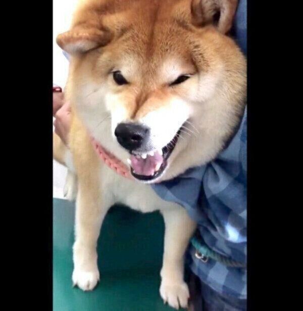 注射が怖いハナちゃん