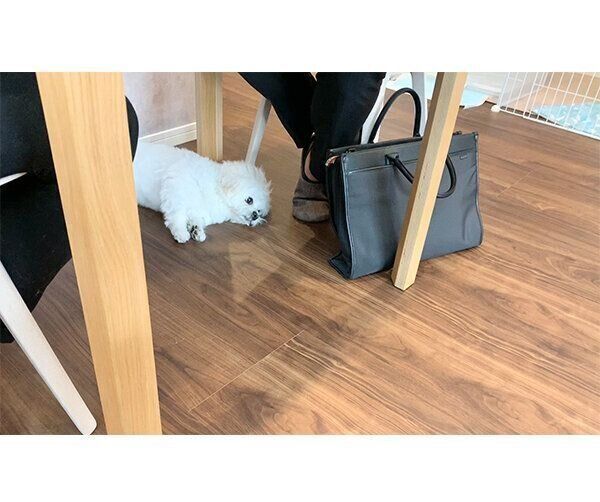 太陽光の営業に来たお兄さんの靴下を狙うわむうくん