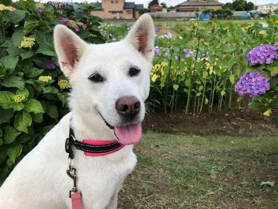 紀州犬のマナちゃん♪