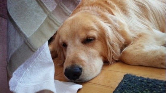 お疲れ模様のゴールデン