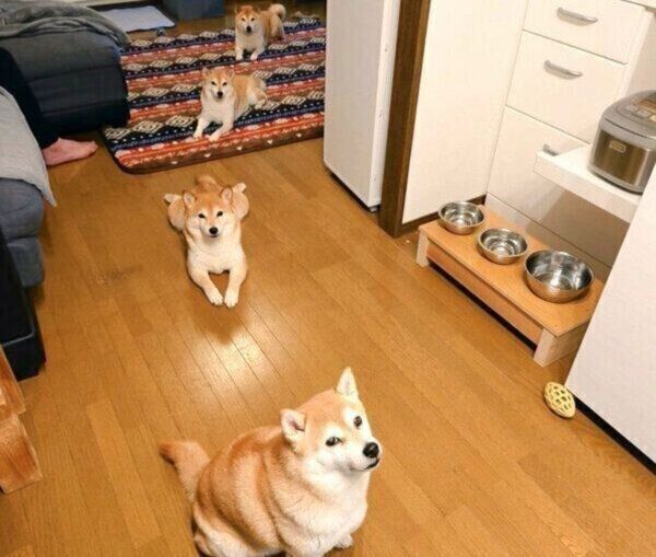 ソーシャルディスタンスを保つように並ぶくるみちゃん、すずちゃん、ゆずちゃん、れんくん