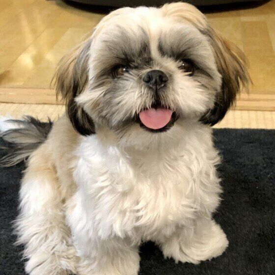 笑顔のシー・ズー