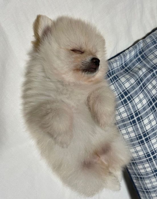 ヘソ天で眠るキャラくん