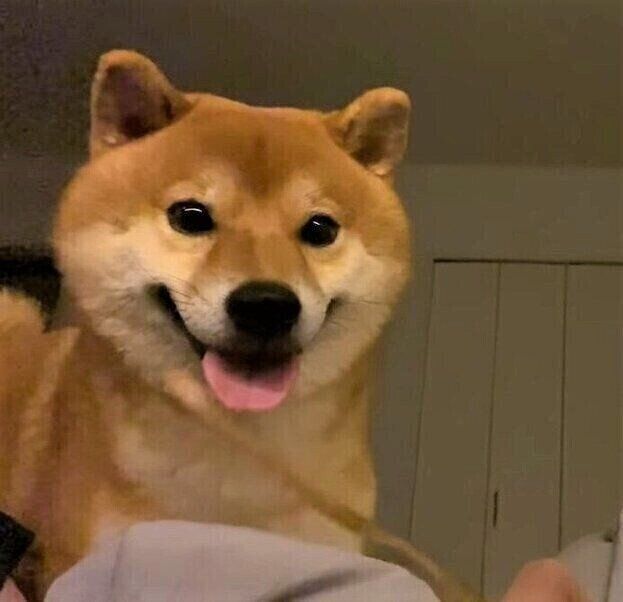 まだ寝たくない犬