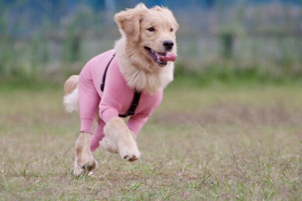 走るうにちゃん